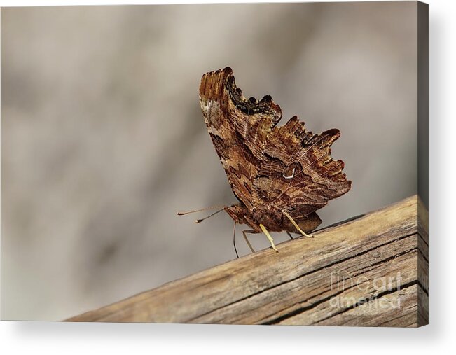 Eastern Comma Acrylic Print featuring the photograph Eastern Comma Butterfly in Glacier National Park by Nancy Gleason