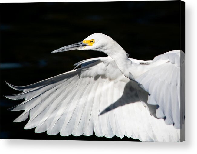 Egret Acrylic Print featuring the photograph Egret in Flight by Bonny Puckett