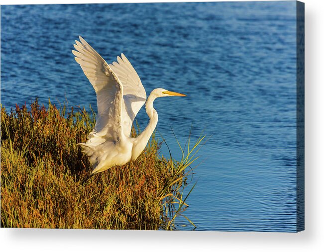 Wildlife Acrylic Print featuring the photograph Egret Take-off 1 by Brian Knott Photography