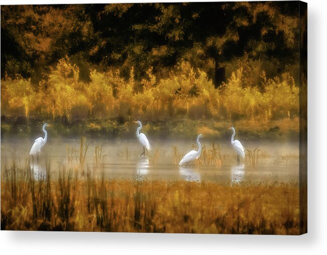 Egret Acrylic Print featuring the photograph Egrets by James Barber