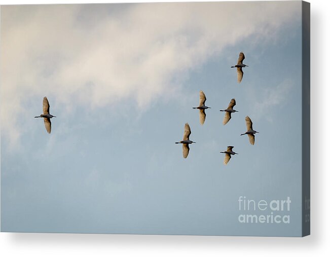 Egrets Acrylic Print featuring the photograph Egrets overhead. by Alyssa Tumale