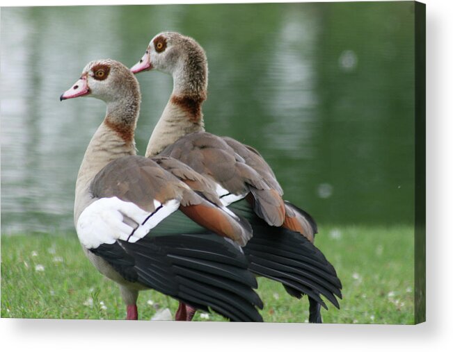 Laurie Lago Rispoli Acrylic Print featuring the photograph Egyptian Geese by Laurie Lago Rispoli