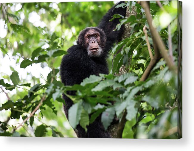 Africa Acrylic Print featuring the photograph Elder Chimp, Congo by Brooke Reynolds