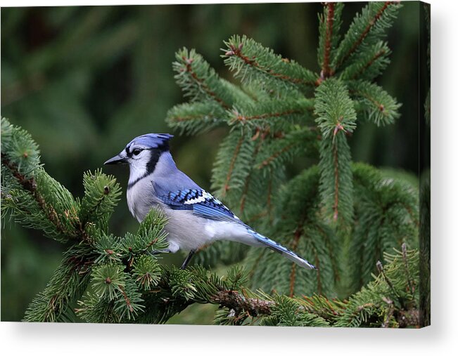 Blue Jay Acrylic Print featuring the photograph Elegant Jay by Debbie Oppermann