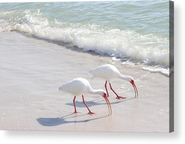 White Ibis Acrylic Print featuring the photograph Elegantly in Synch by Mingming Jiang