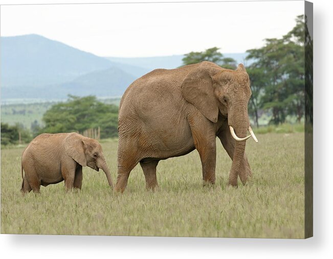 Africa Acrylic Print featuring the photograph Elephant and Calf At Amboseli by Steve Wolfe