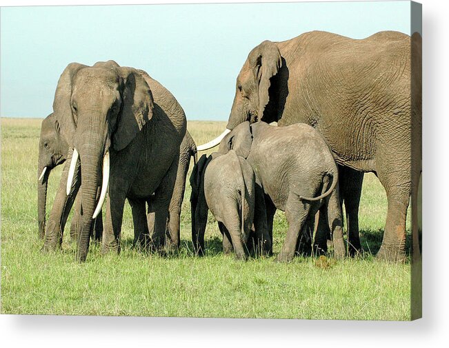 Elephant Acrylic Print featuring the photograph Elephant Family by Steve Templeton