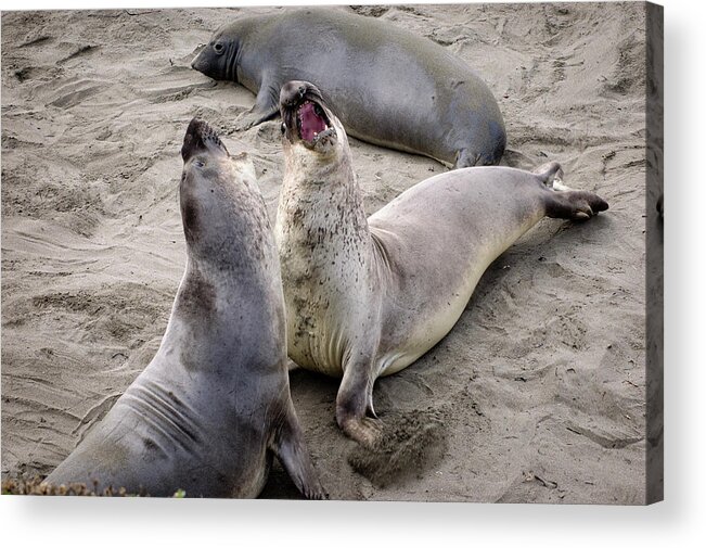 Wildlife Acrylic Print featuring the photograph Elephant Seals Highway 1 California Coast by Mary Lee Dereske