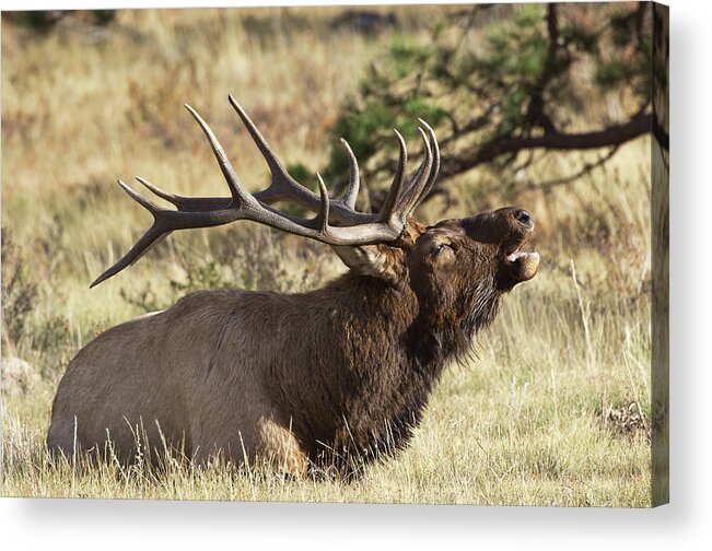 Elk Acrylic Print featuring the photograph Elk - 4108 by Jerry Owens