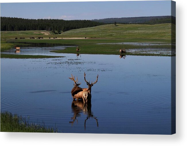Elk Acrylic Print featuring the photograph Elk and Bison at the lake. by Yvonne M Smith