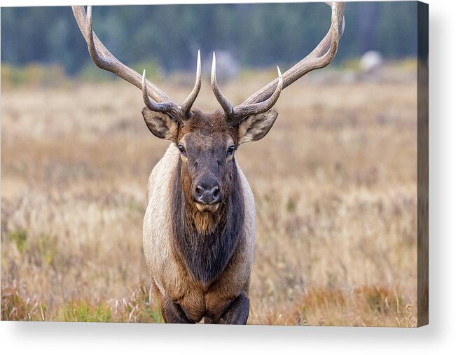 Elk Acrylic Print featuring the photograph Elk Bull Head On Close-Up by Tony Hake