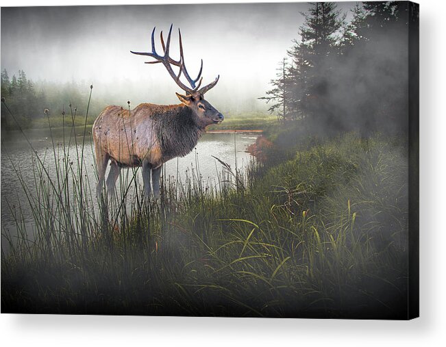Wildlife Acrylic Print featuring the photograph Elk in the Fog waiting for the Morning Bugle by Randall Nyhof