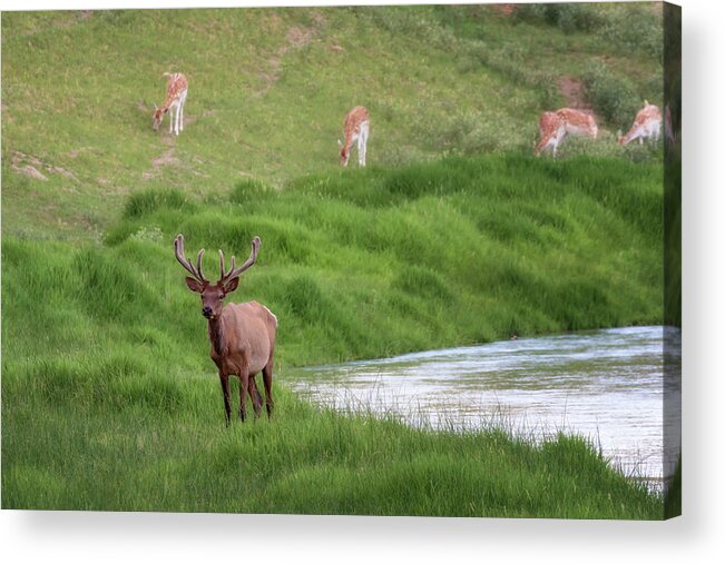 Elk Acrylic Print featuring the photograph Elk on the Middle Loup - Nebraska Sandhills by Susan Rissi Tregoning