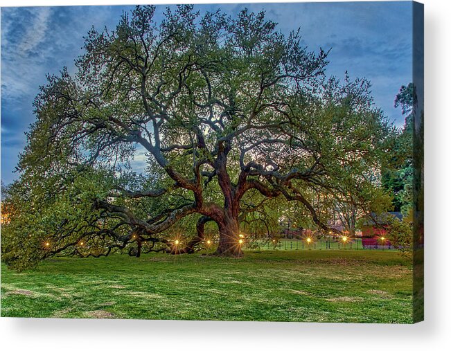 Emancipation Oak Acrylic Print featuring the photograph Emancipation Oak at Dusk by Jerry Gammon