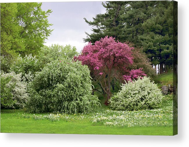 Spring Acrylic Print featuring the photograph Flowering trees by Jessica Jenney