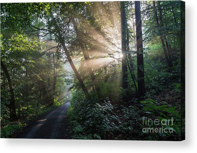 Magic Acrylic Print featuring the photograph Enchanting sunlight in the forest 2 by Adriana Mueller