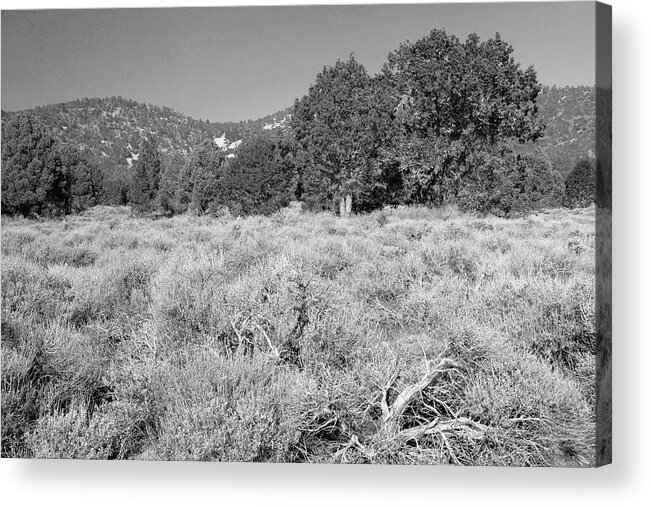 Endangered Plant Habitat Acrylic Print featuring the photograph Endangered Plant Habitat - Baldwin Lake Ecological Reserve California - Black and White by Ram Vasudev