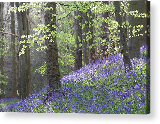 Bluebells Acrylic Print featuring the photograph English Bluebell Wood by Anita Nicholson
