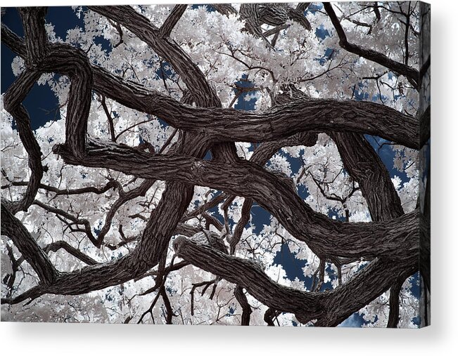 Oak Acrylic Print featuring the photograph Entanglement - Oak with entangled limbs shot in infrared spectrum by Peter Herman