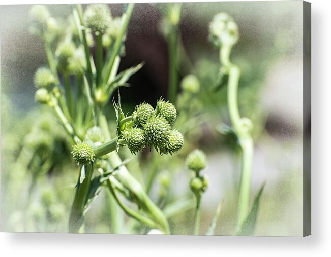 Thistle Acrylic Print featuring the photograph Eryngium Yuccifolium-Rattlesnake Master Plant by Judy Wolinsky