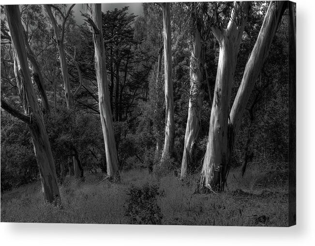 Sf Acrylic Print featuring the photograph Eucalyptus Light by Wayne King