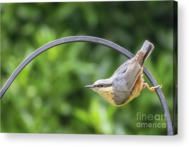Nuthatch Acrylic Print featuring the photograph Eurasian nuthatch perched on a metal railing by Jane Rix