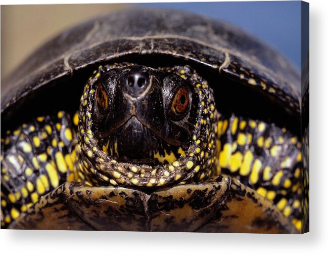 Animal Themes Acrylic Print featuring the photograph European pond turtle (Emys orbicularis), close-up by Art Wolfe