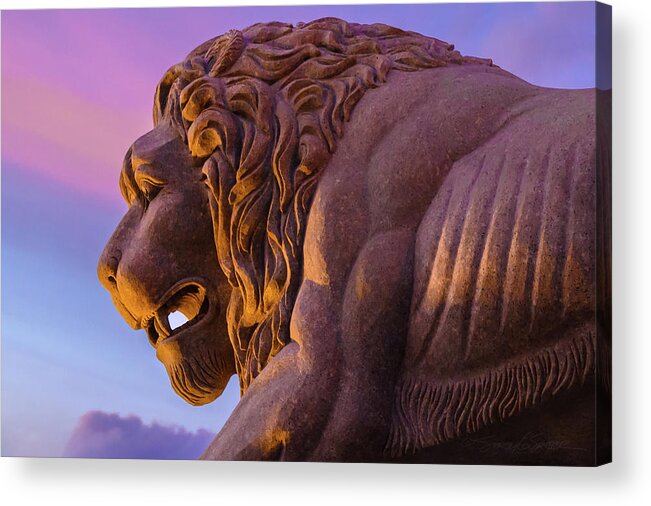 St Augustine Acrylic Print featuring the photograph Evening Lion by Stacey Sather