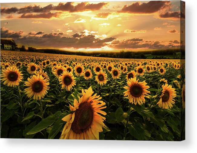 Barns Acrylic Print featuring the photograph Evening Sunset Sunflowers by Debra and Dave Vanderlaan