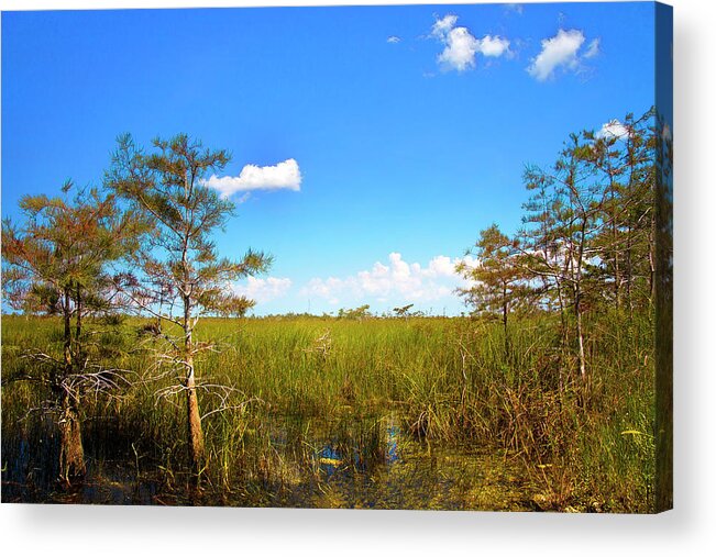 Everglades Acrylic Print featuring the photograph Everglades 1909 by Rudy Umans
