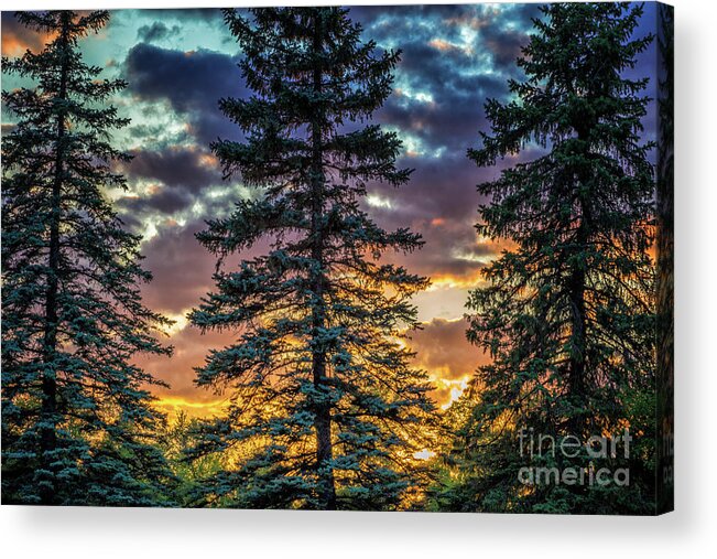 Pine Acrylic Print featuring the photograph Evergreen by Becqi Sherman