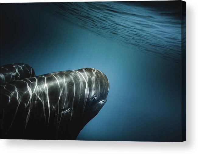 Marinelife Acrylic Print featuring the photograph Eye to Eye by Sina Ritter