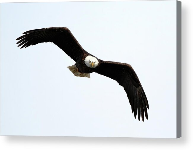 Bird Acrylic Print featuring the photograph Eyes On The Prize by Lens Art Photography By Larry Trager
