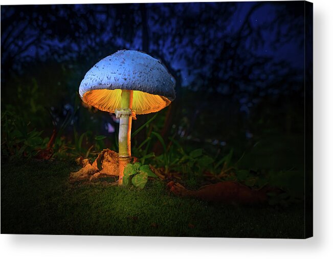 Mushroom Acrylic Print featuring the photograph Fairy Mushroom Lantern by Mark Andrew Thomas