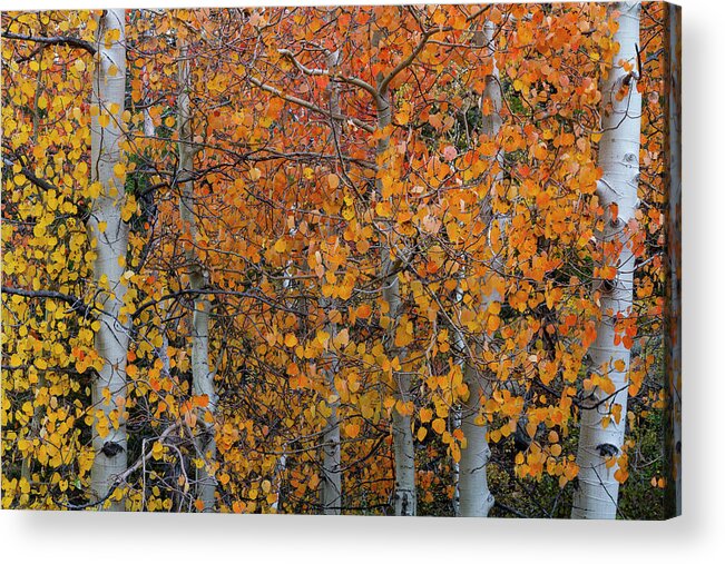 North America Acrylic Print featuring the photograph Fall Aspens of the Sierras by Mark Miller