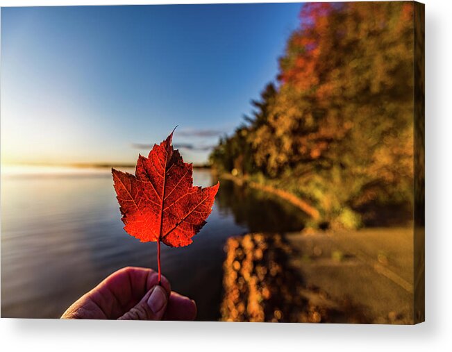 Fall Acrylic Print featuring the photograph Fall at Higgins Lake by Joe Holley