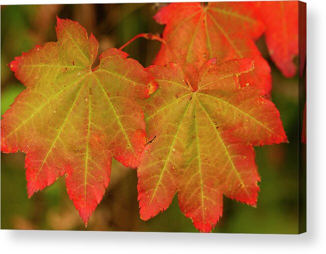 Fall Colors Acrylic Print featuring the photograph Fall Colors by Cheryl Day