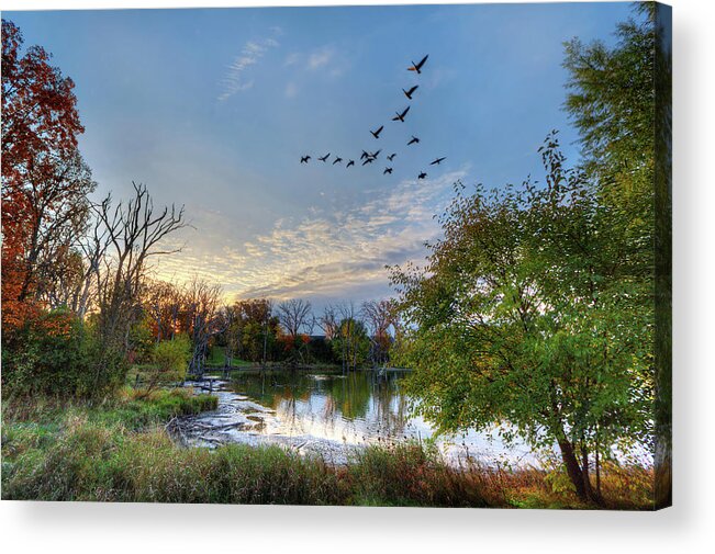 Geese Pond Autumn Fall Trees Color Horizontal Landscape Scenic Blue Green Goose Hunting Sunset Acrylic Print featuring the photograph Fall Flight by Peter Herman