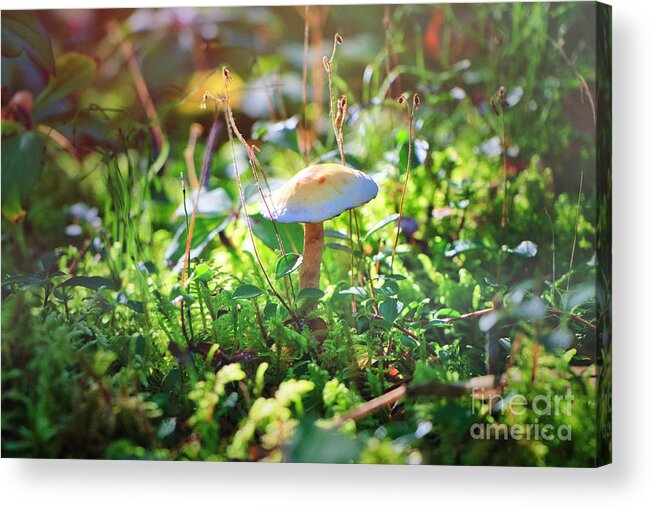 Mushroom Acrylic Print featuring the photograph Fall Mushroom by Thomas Nay