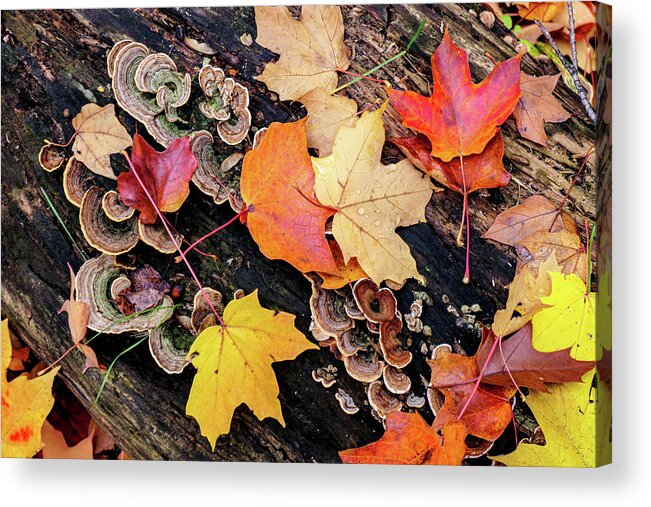 Acer Rubrum Acrylic Print featuring the photograph Fallen Maple Leaves and Bracket Fungus by Todd Bannor
