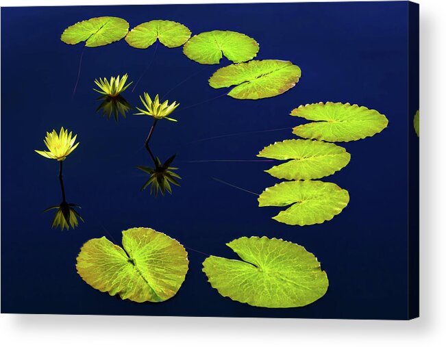 Water Lilies Acrylic Print featuring the photograph Family Ties by Elvira Peretsman