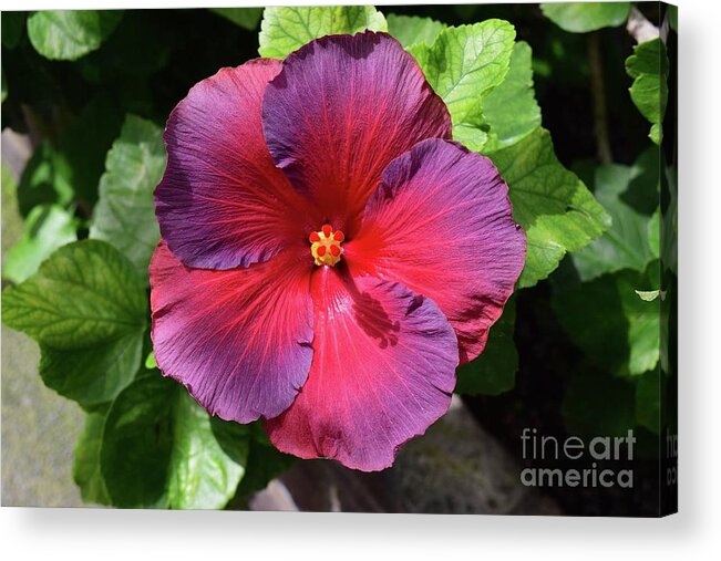 Art Acrylic Print featuring the photograph Fancy Hibiscus by Jeannie Rhode