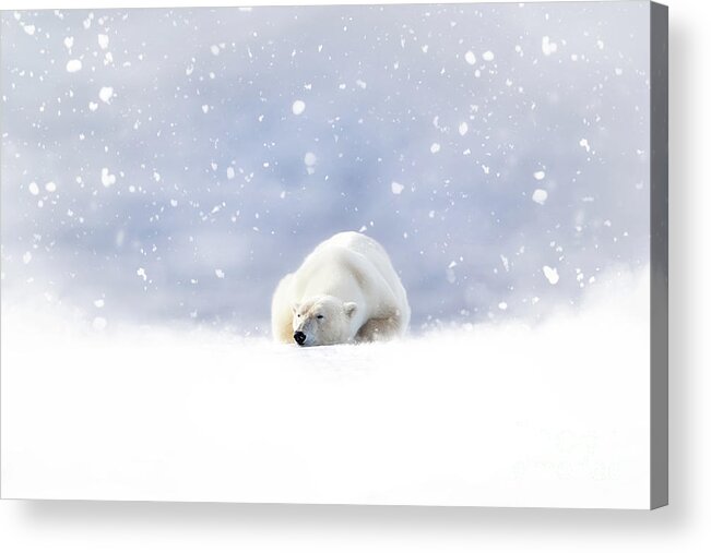 Snow Acrylic Print featuring the photograph Fantasy scene of a polar bear resting in the snow by Jane Rix
