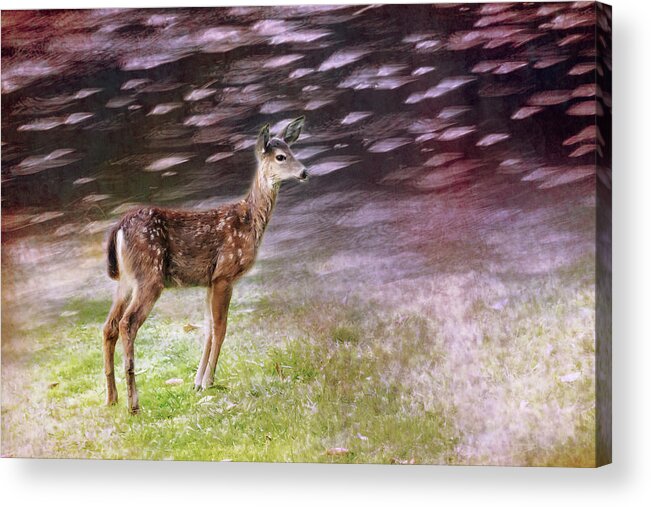 Fawn Acrylic Print featuring the photograph Fawn on the McKenzie, No. 6 by Belinda Greb
