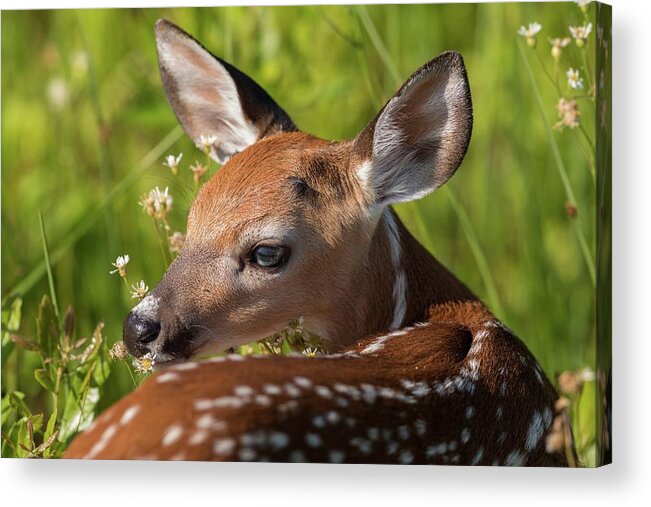 Flowering Acrylic Print featuring the photograph Fawn over the Shoulder by Liza Eckardt