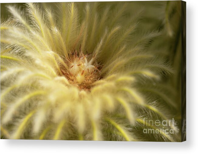 Phylica Pubescens Acrylic Print featuring the photograph Feather Head by Eva Lechner