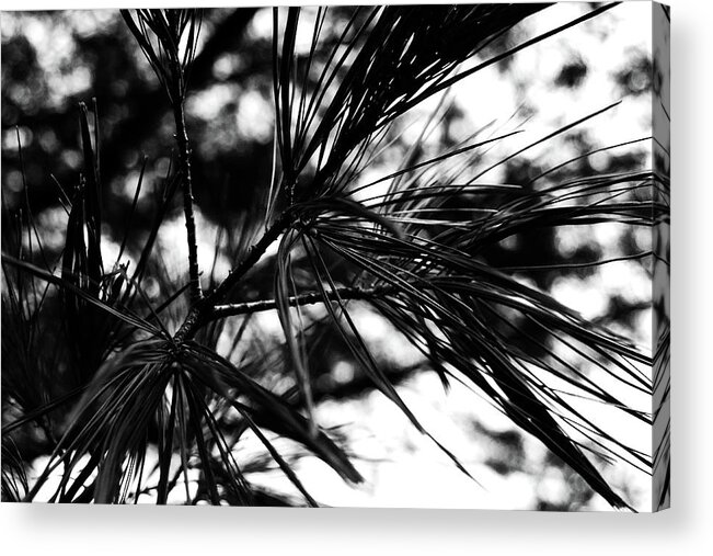Nature Acrylic Print featuring the photograph Feathered Pine by Simone Hester