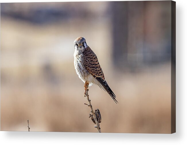 Kestrel Acrylic Print featuring the photograph Female American Kestrel Poses on a Yucca Plant by Tony Hake