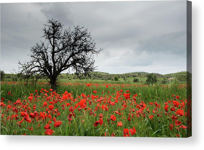 Poppy Anemone Acrylic Print featuring the photograph Field full of red beautiful poppy anemone flowers and a lonely dry tree. Spring time, spring landscape Cyprus. by Michalakis Ppalis