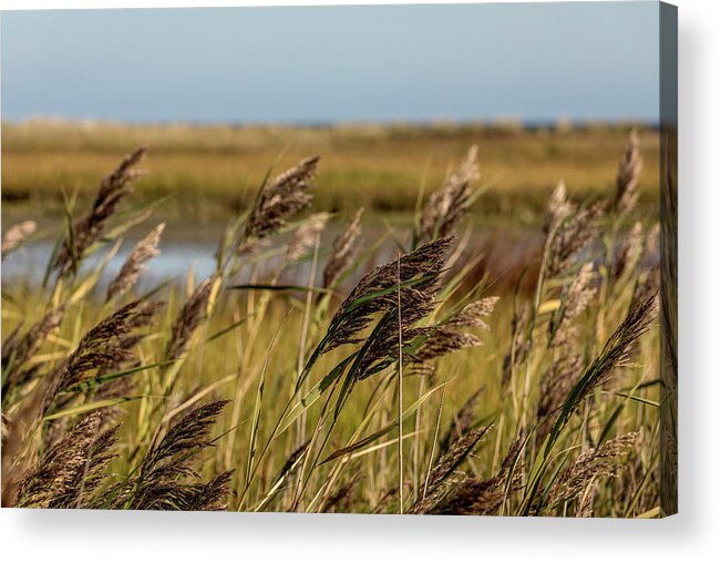 Gold Acrylic Print featuring the photograph Field of gold by Mike Santis